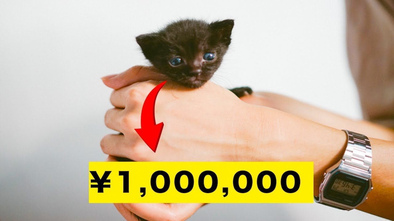 【衝撃】世界にいる高価で希少なネコTOP10