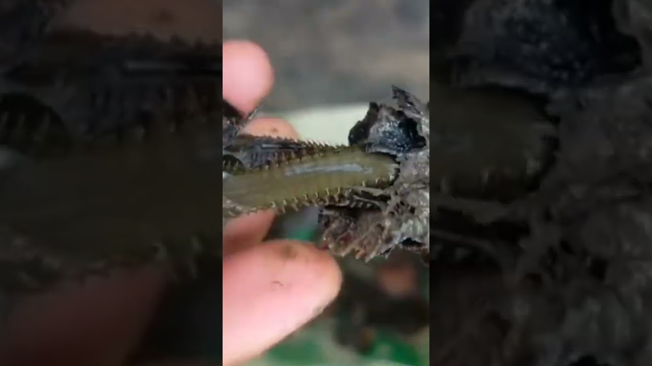 ini dia umpan gacor di laut,cacing laut😲😲