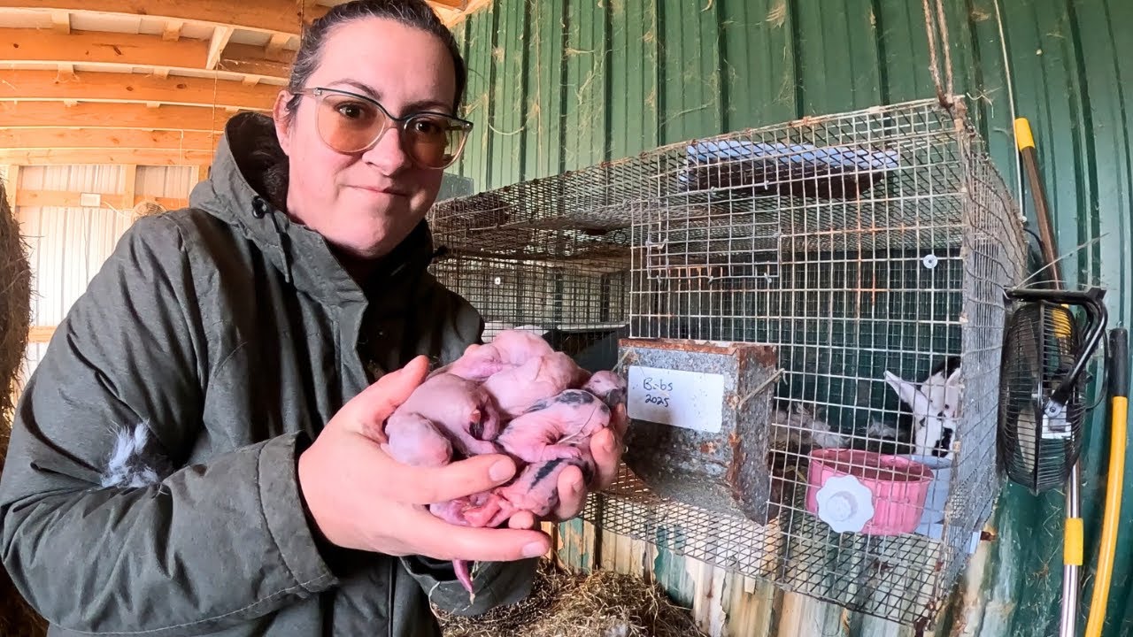 New-Year Homestead Update VLOG | New Rabbit Litters & Losses
