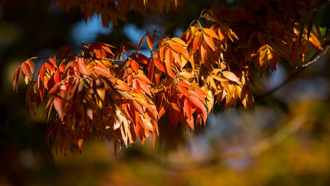 Autumn Gold - Fall color on the campus of Sacramento State