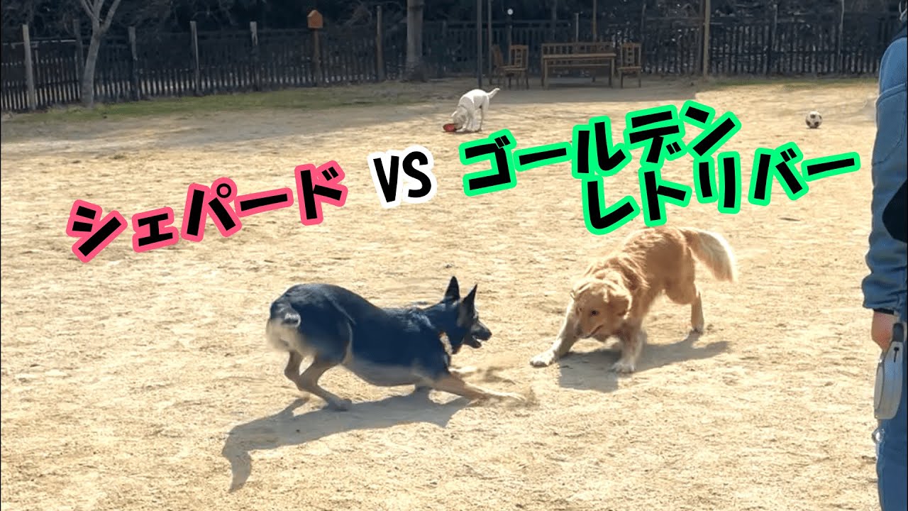 シェパード、ドッグランでゴールデンレトリバーと仲良しワンプロ！