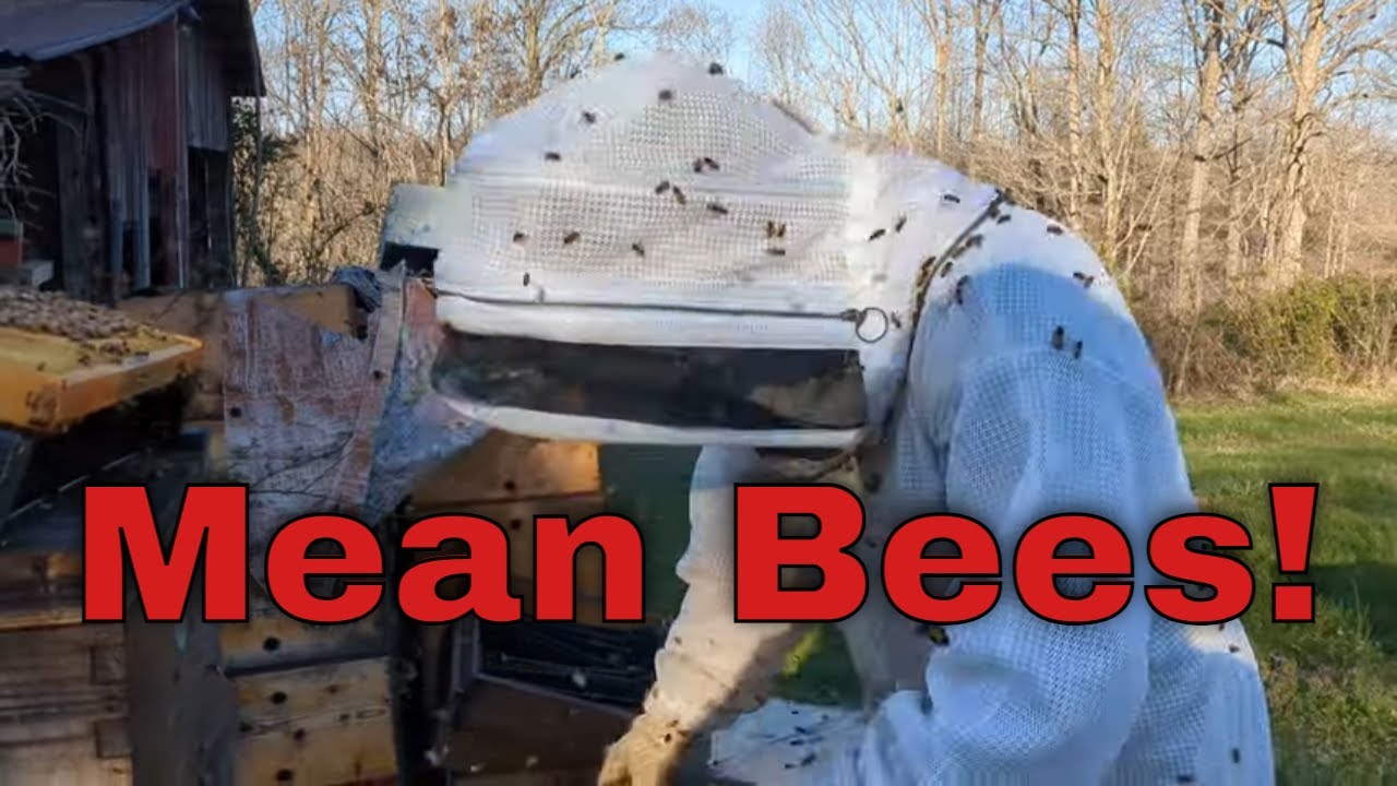 👎Meanest bees I have had in YEARS!😬