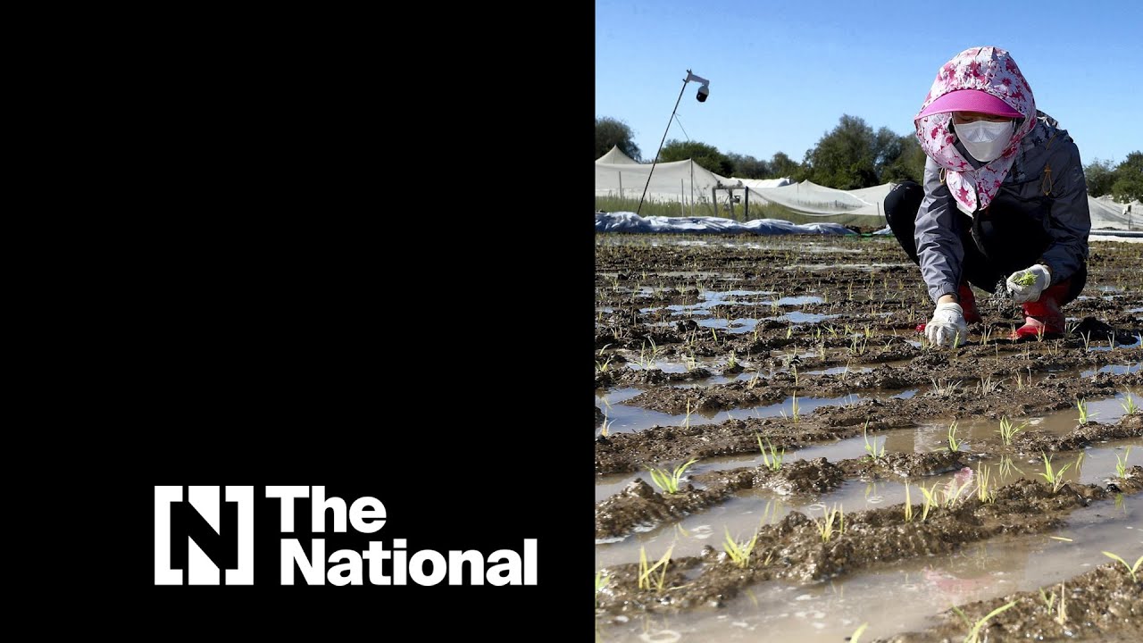 How does the UAE grow rice in the desert?