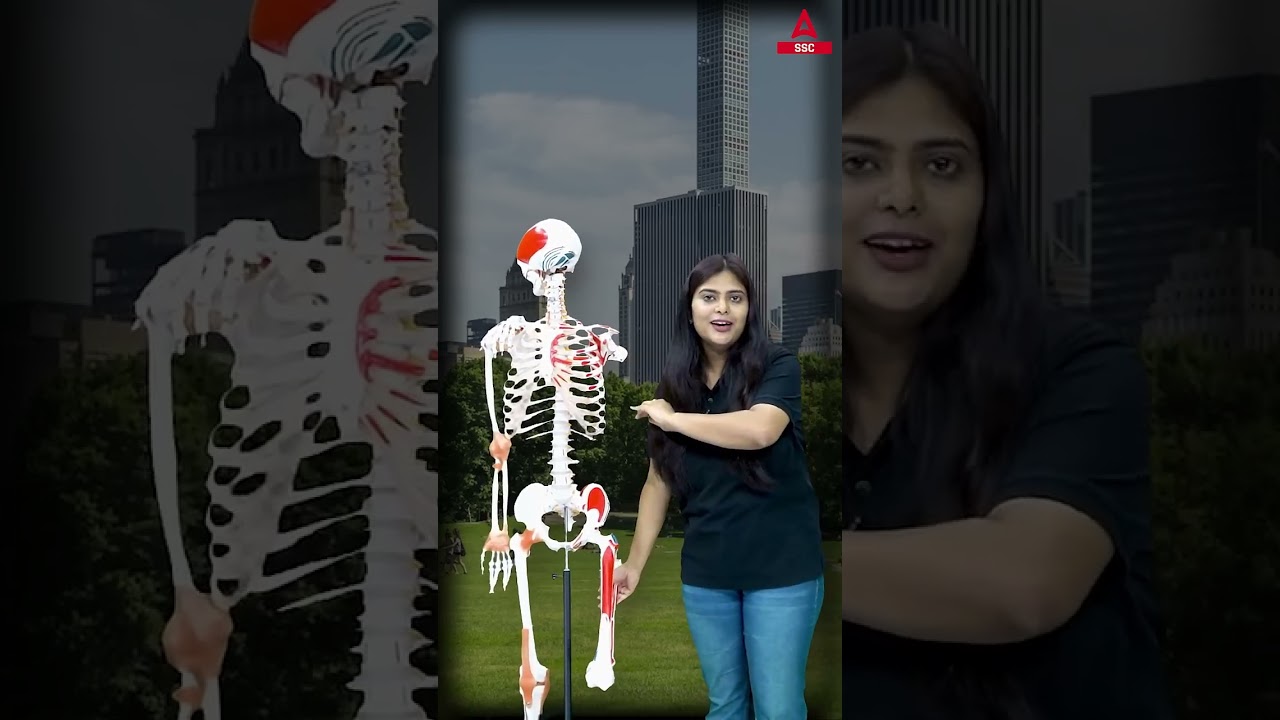 Ball and Socket Joint क्या होती हैं? Skeleton System of Human Body #skeletonsystem #BallandSocket
