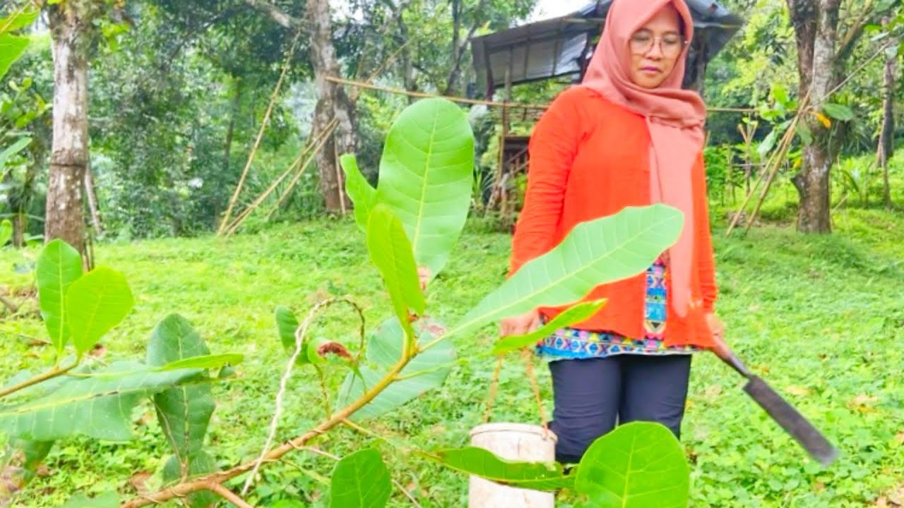 CARA SAYA MEMUPUK TANAMAN LABU SIAM AGAR CEPAT BERBUAH🌿