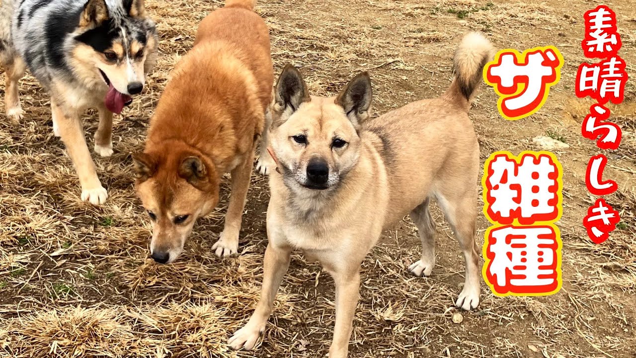 【次期リーダー犬】どこから見ても雑種　ワサビちゃんの凄い所