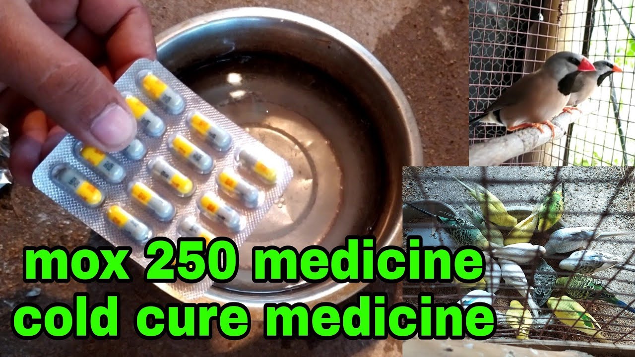 finch Bird budgies Bird thand lag jana k  illaj | mox 250/500 use | finch bird cold problm solution