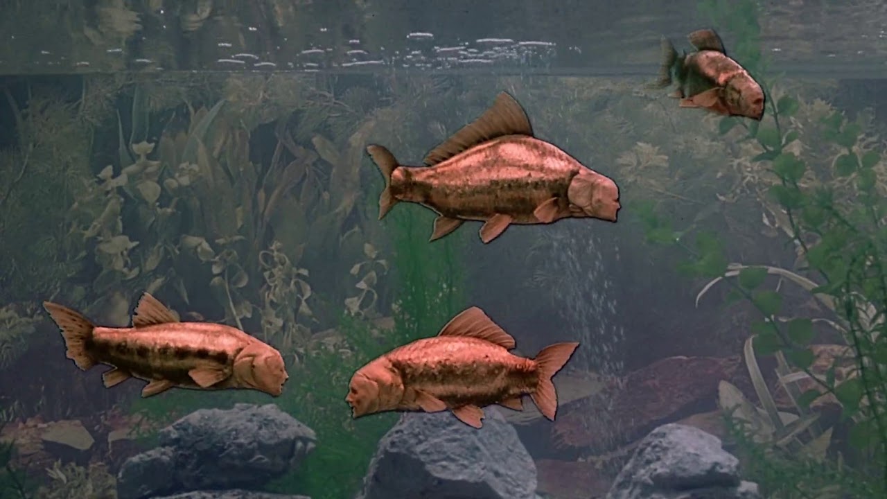 Monty Python   Fish Tank