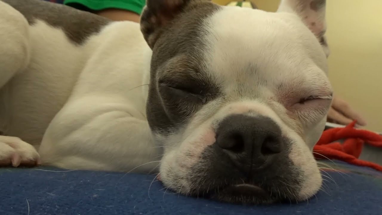 Boston Terrier Dog Snoozing for 10 Minutes (ASMR) | 2020