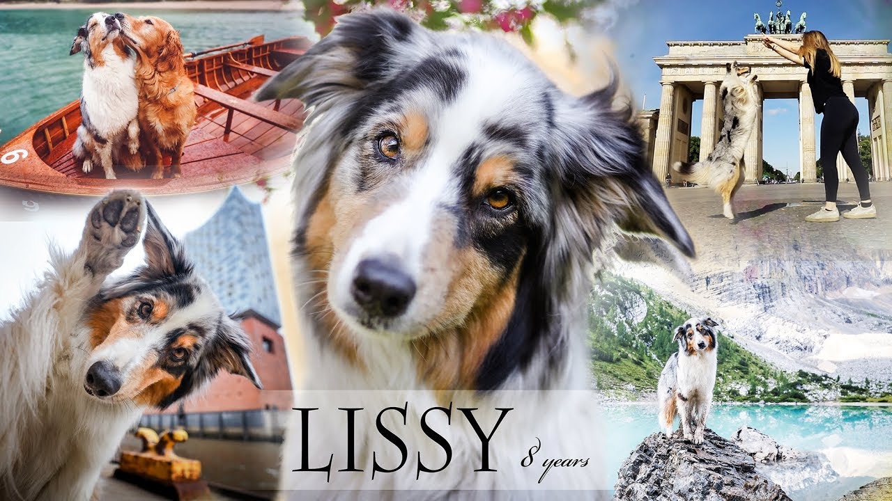 Australian Shepherd Lissy | 8 years ♥