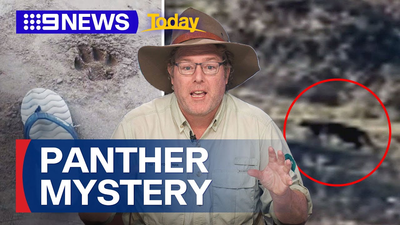 Has the elusive Sydney panther been spotted again? | 9 News Australia