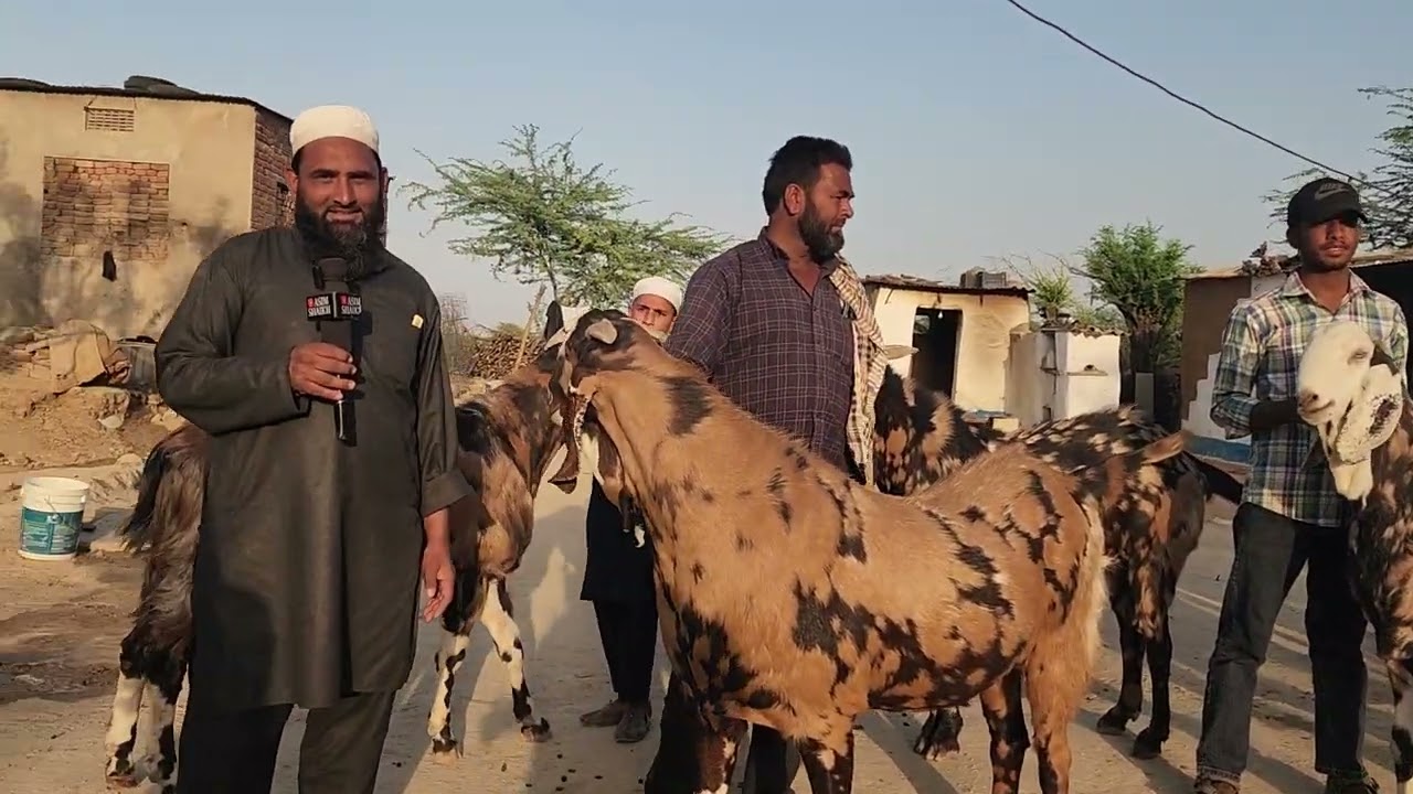 Heavy Weight Gujri Unbelievable Weight On Weight Machine At Umar Goat Farm Jaipur Rajasthan.