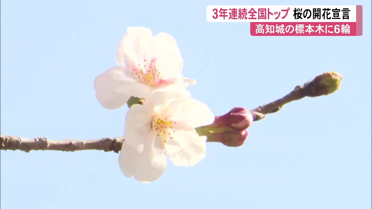 【速報】高知と岐阜で桜の開花宣言　高知は3年連続全国トップ、岐阜は過去最速タイ (26/03/16 09:40)