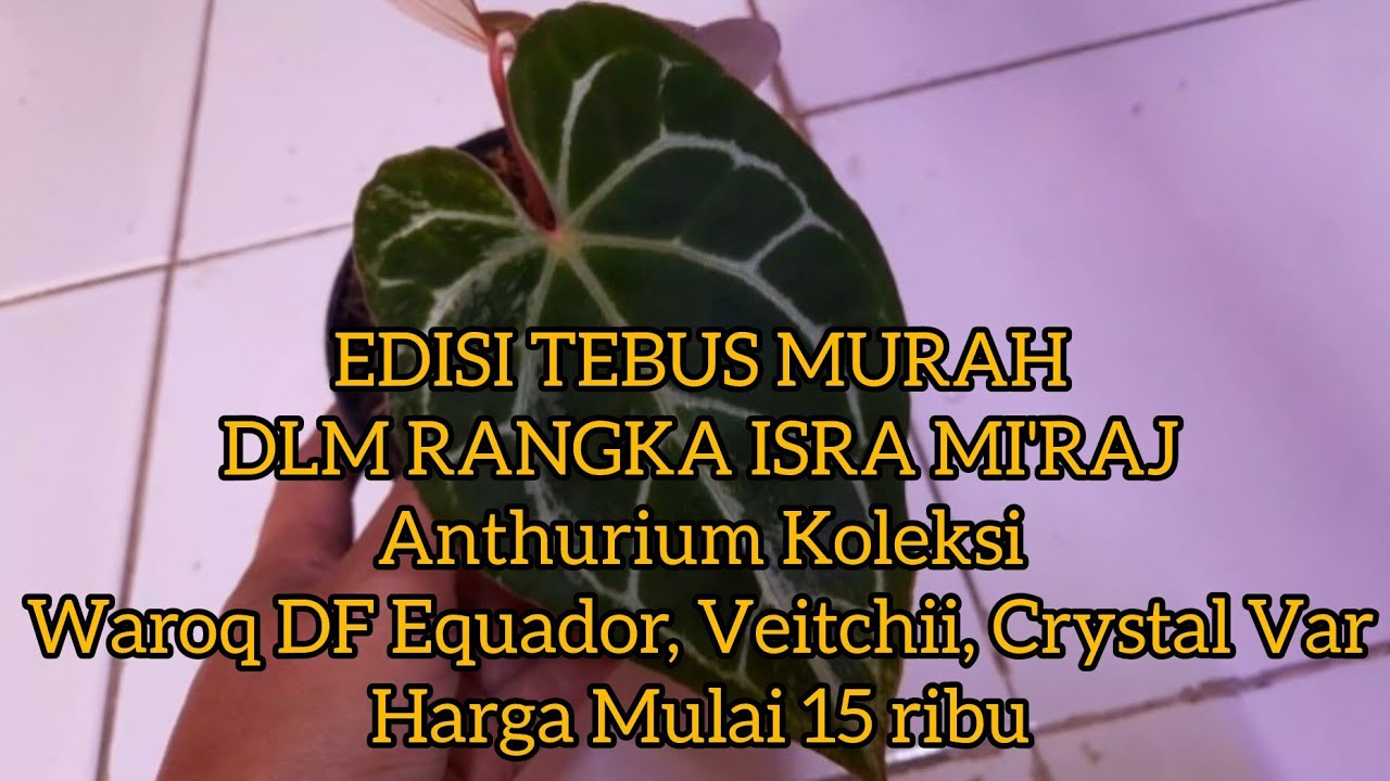 EDISI TEBUS MURAH 16 Jan 26 Anthurium Koleksi Waroq DF Equador, Veitchii,Crystal Var Hrg mulai 15 rb