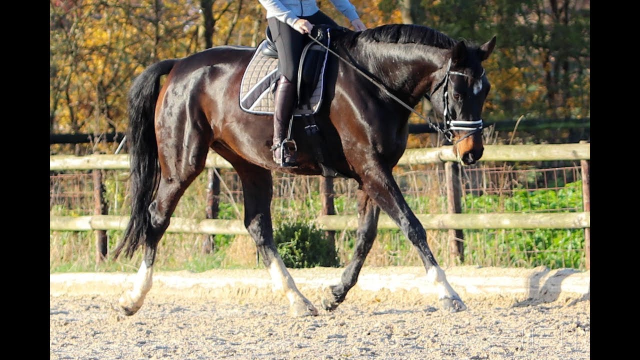 Fridolyin | Übungen für den Hals | Was für mich beim Reiten wichtig ist...