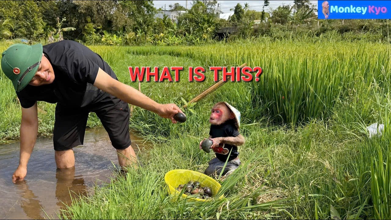 Dad Took Kyo to the Fields… Things Got Funny Fast! 😂
