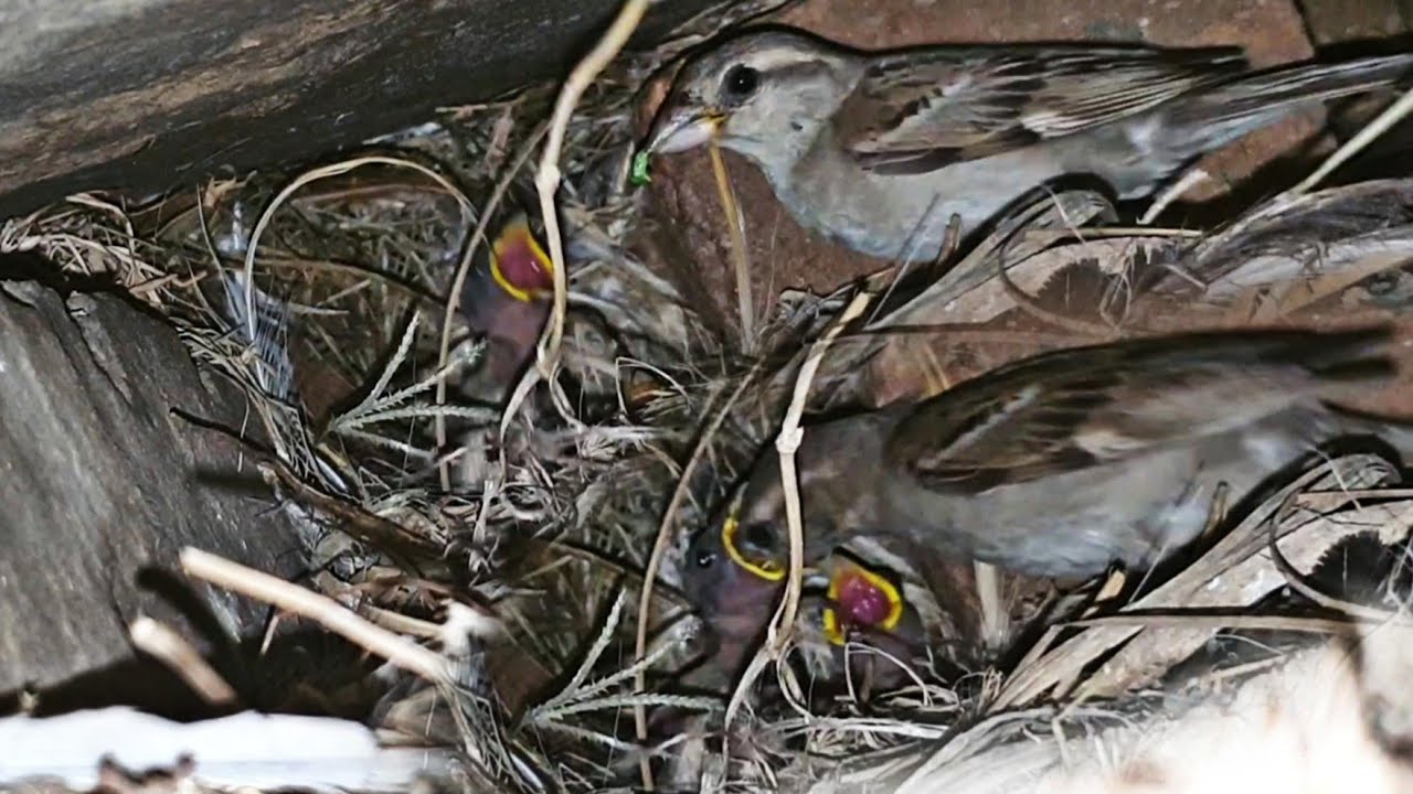 Sparrow Birds Video | Three Little Sparrow Babies | Feeding The Nest Babies By Mother and Father