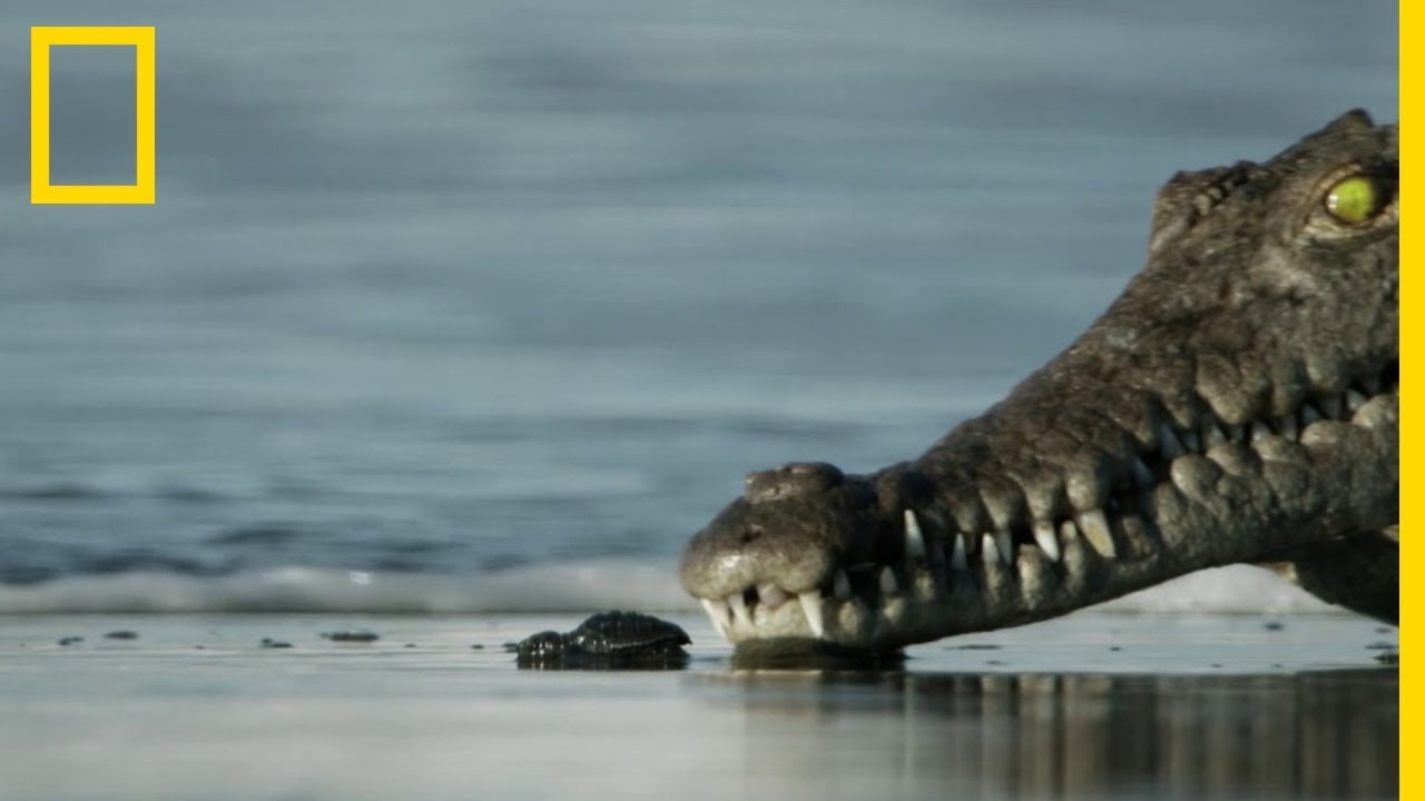 Seulement 10% de ces bébés tortues survivront