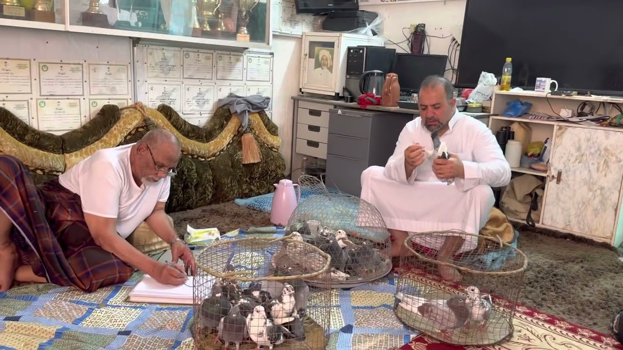 سهيل المبارك والحاج منصور مقليه تسجيل ارقام الحمام