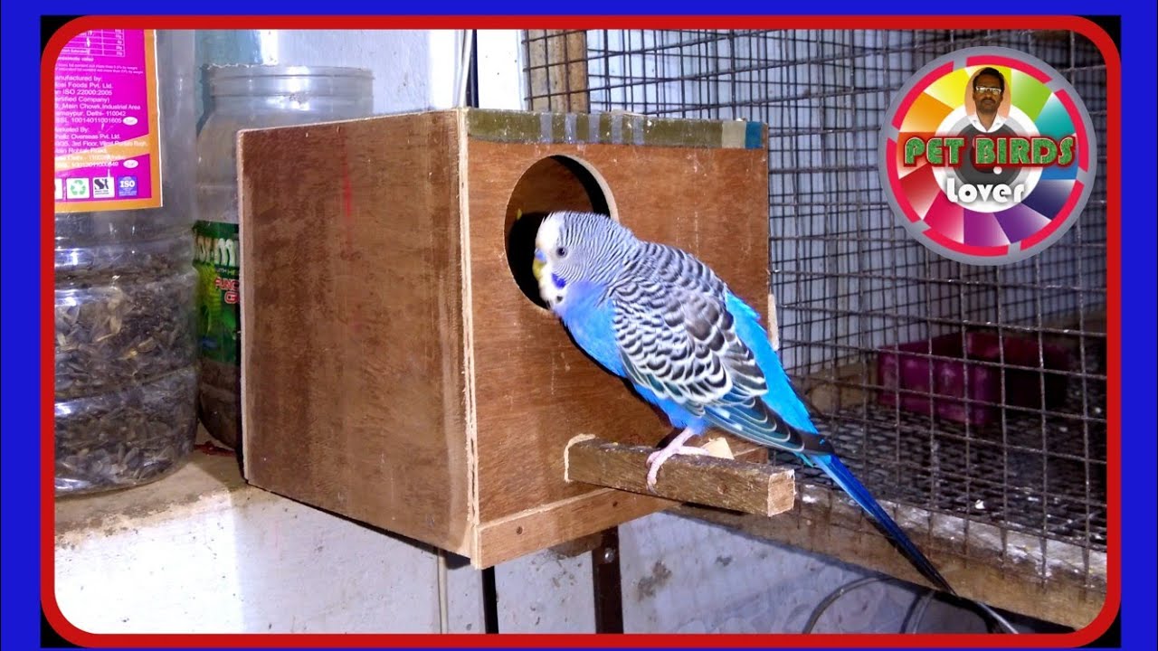 How to make Budgies #breedingbox