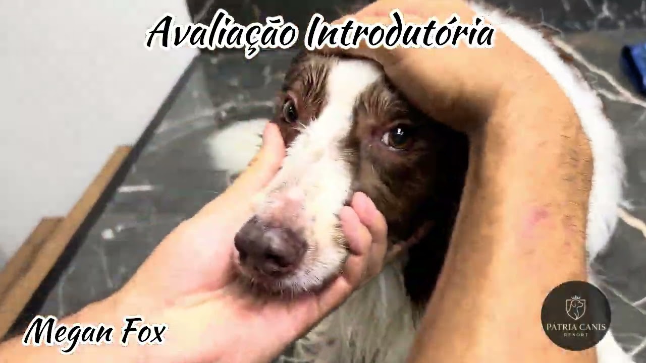 Avaliação Introdutória - Megan Fox (Border Collie) 