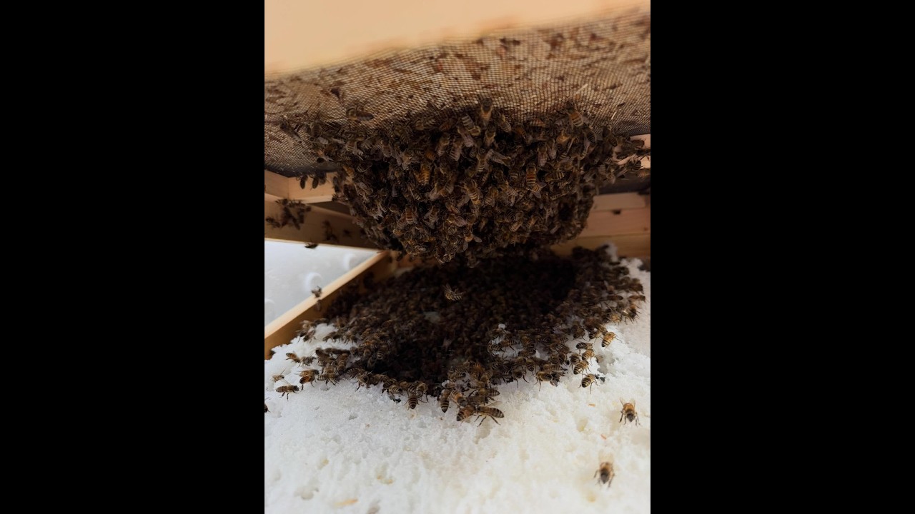 Winter Check In - no sound