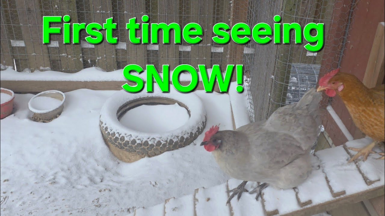 First time seeing SNOW! #chickens #backyardchickens 