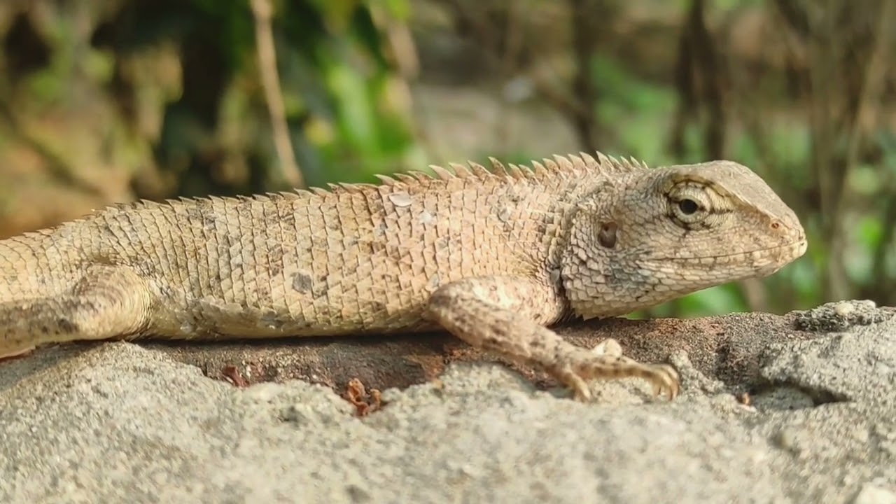 Oriental Garden Lizard 