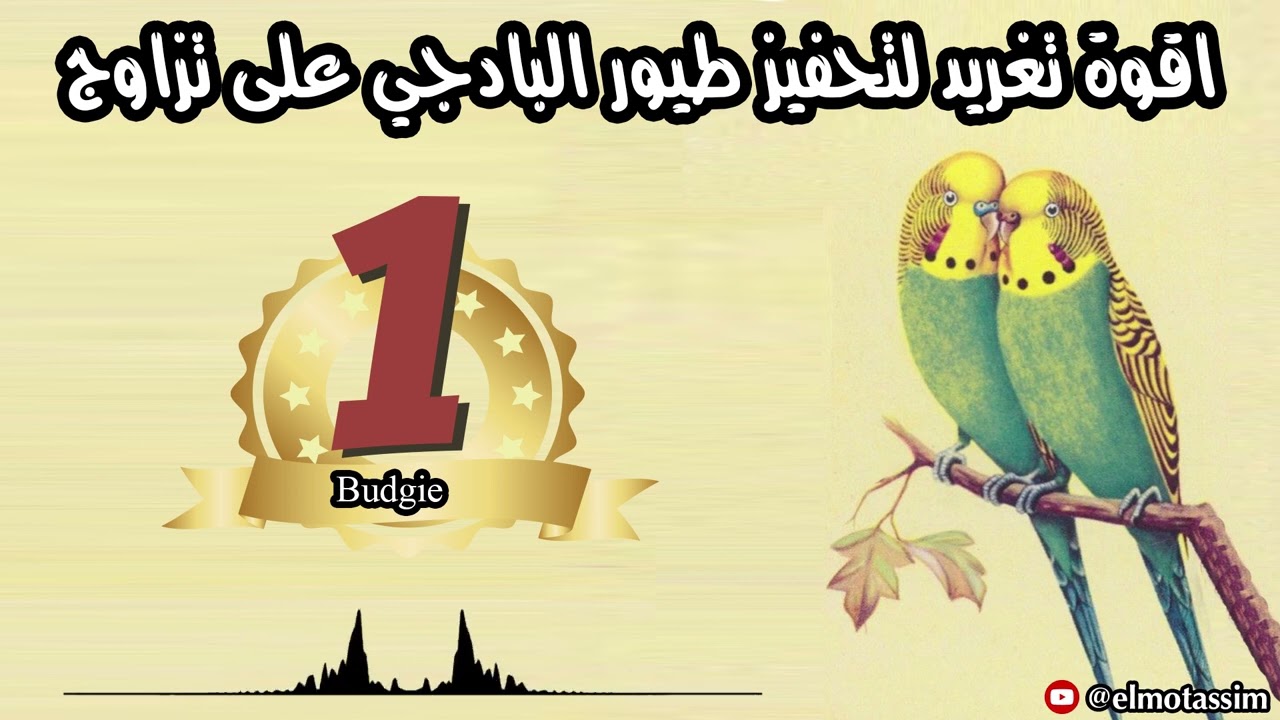اقوة تغريد لتحفيز طيور البادجي على تزاوج