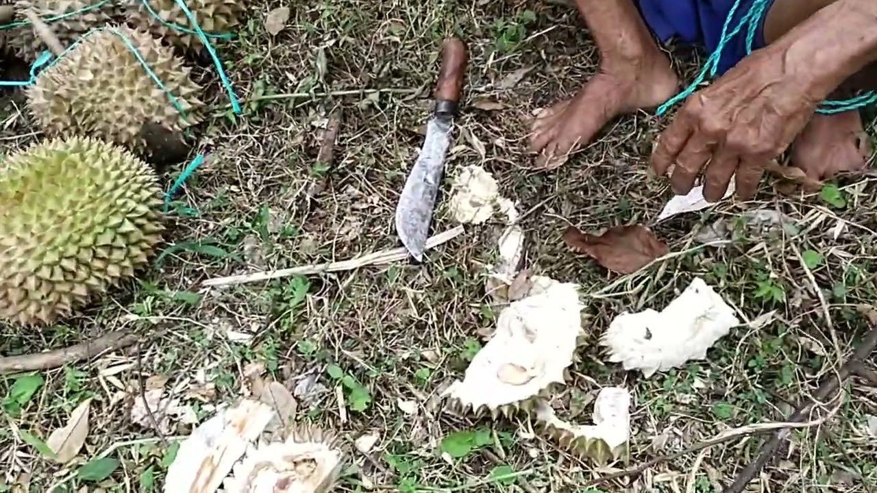 PANEN DURIAN MONTONG SOBAT TANI#petani #PETANIDURIAN
