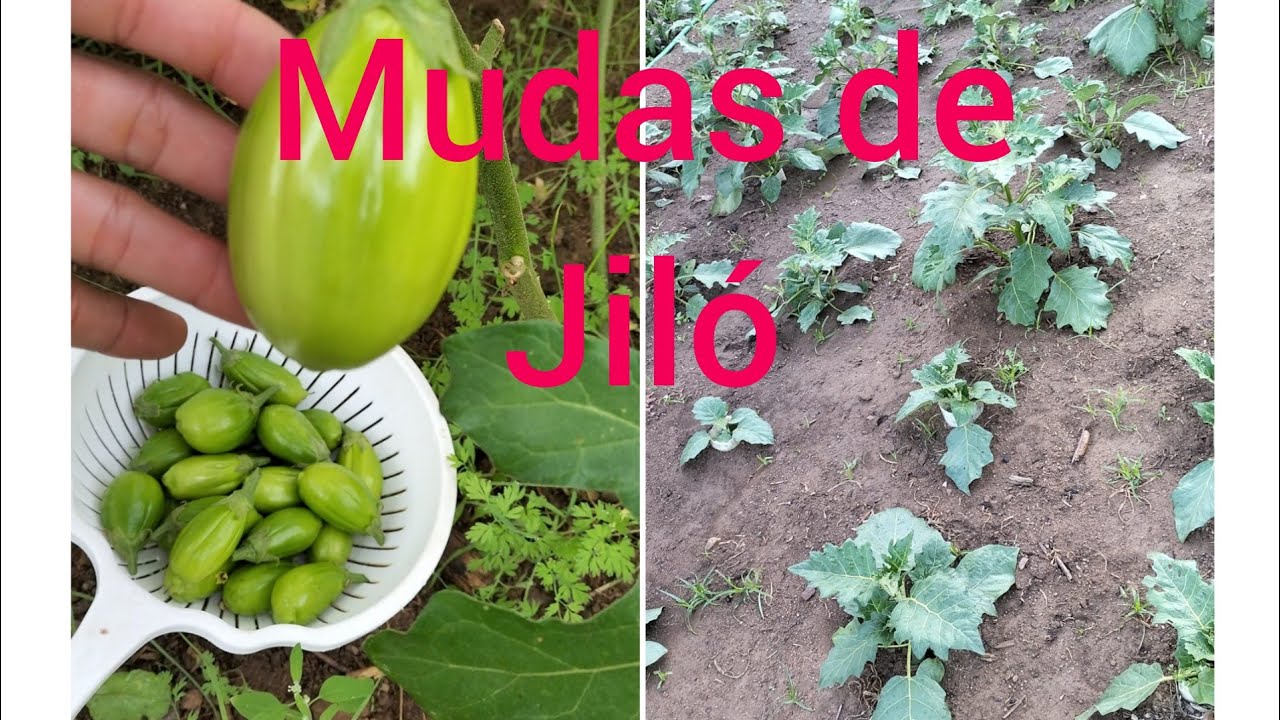 Mudas de jiló é fácil de fazer?e como fazer?