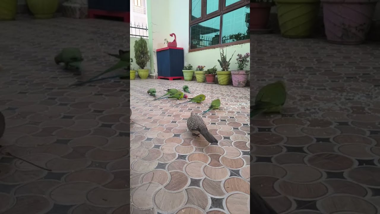 “Nature at Home 🌿 Parrots & Pigeons Eating Food in My Garden”