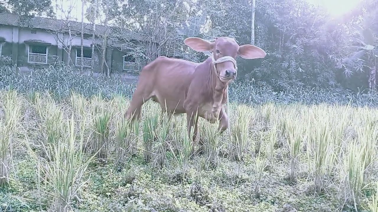 আমার গরুর বাছুর (পুটি)