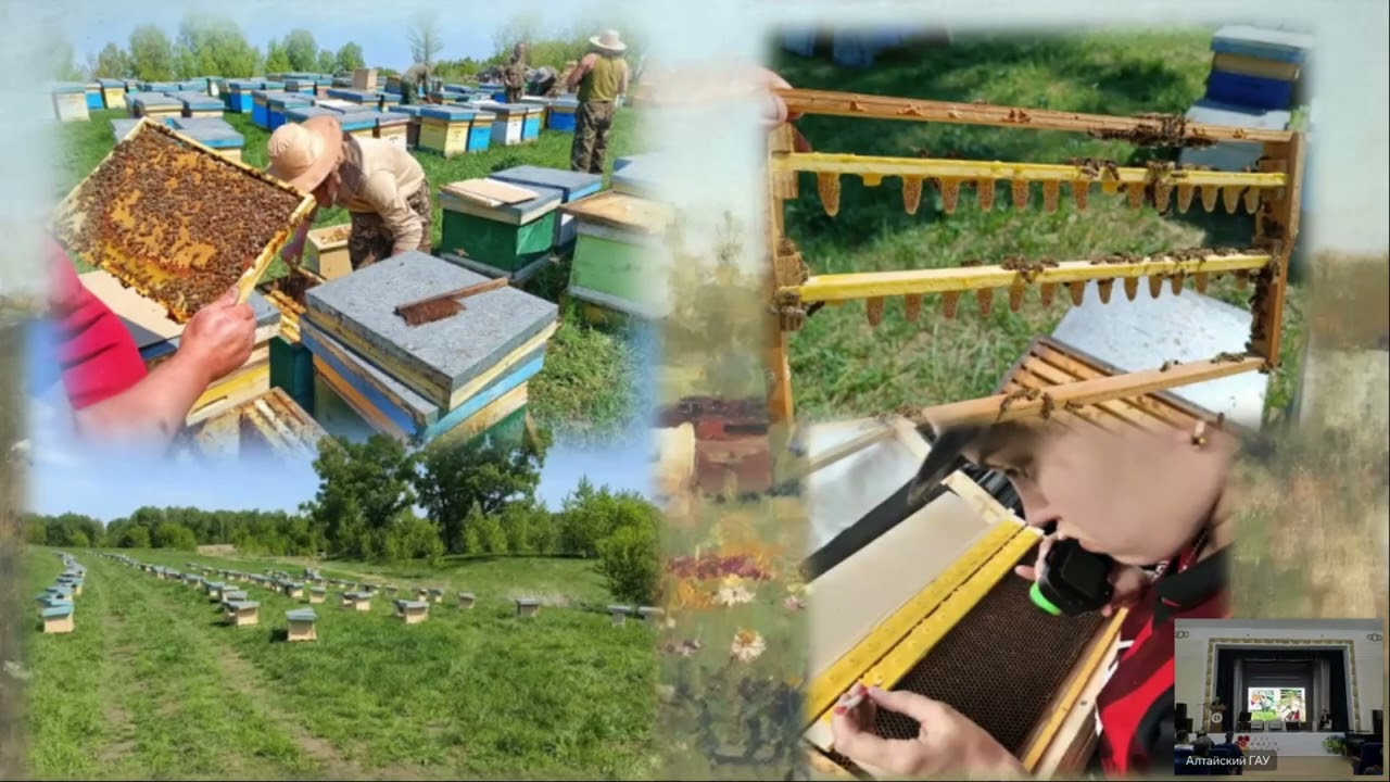1300 beehives in Siberia I 1300 пчелосемей Никиты Плюты. Выступление пчеловода на форуме Алтай-2025