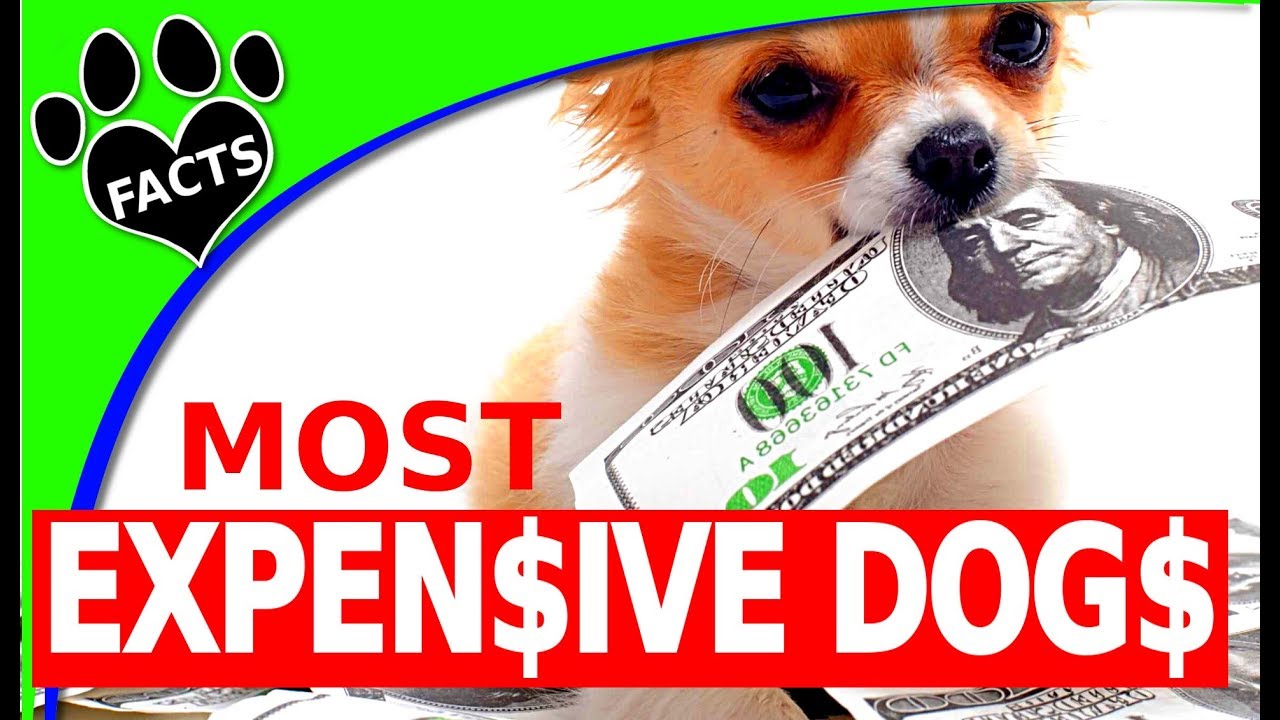 10 Expensive Dog Breeds Only RICH People Can Afford to Buy! Dogs 101