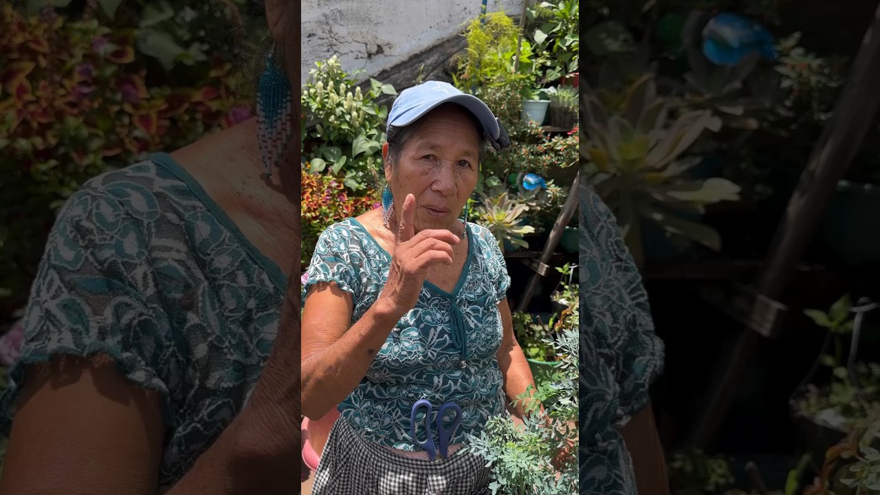 COMO REPRODUCIR LA RUDA #jardin #plantas #flores #consejos #shortsfeed
