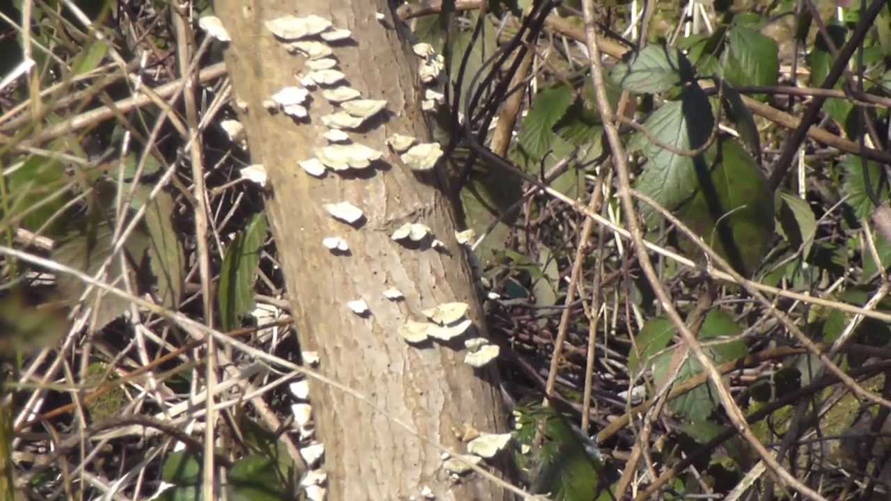Rot Fungus - Phlebia tremellosa - Rotsveppur - Geislahr&uacute;&eth;ur -  Sveppir