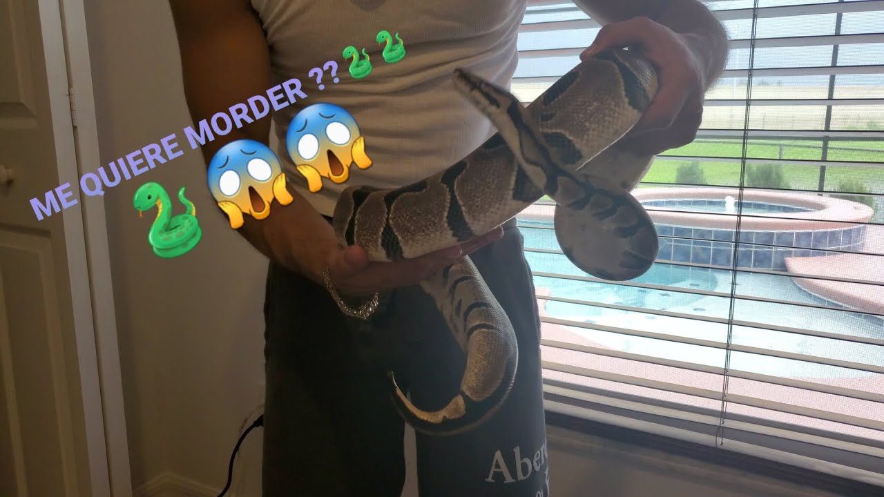 PITONES BOLA HEMBRAS ADULTAS !!! 🐍🐍🐍🐍🐍🐍🐍 PARTE 2