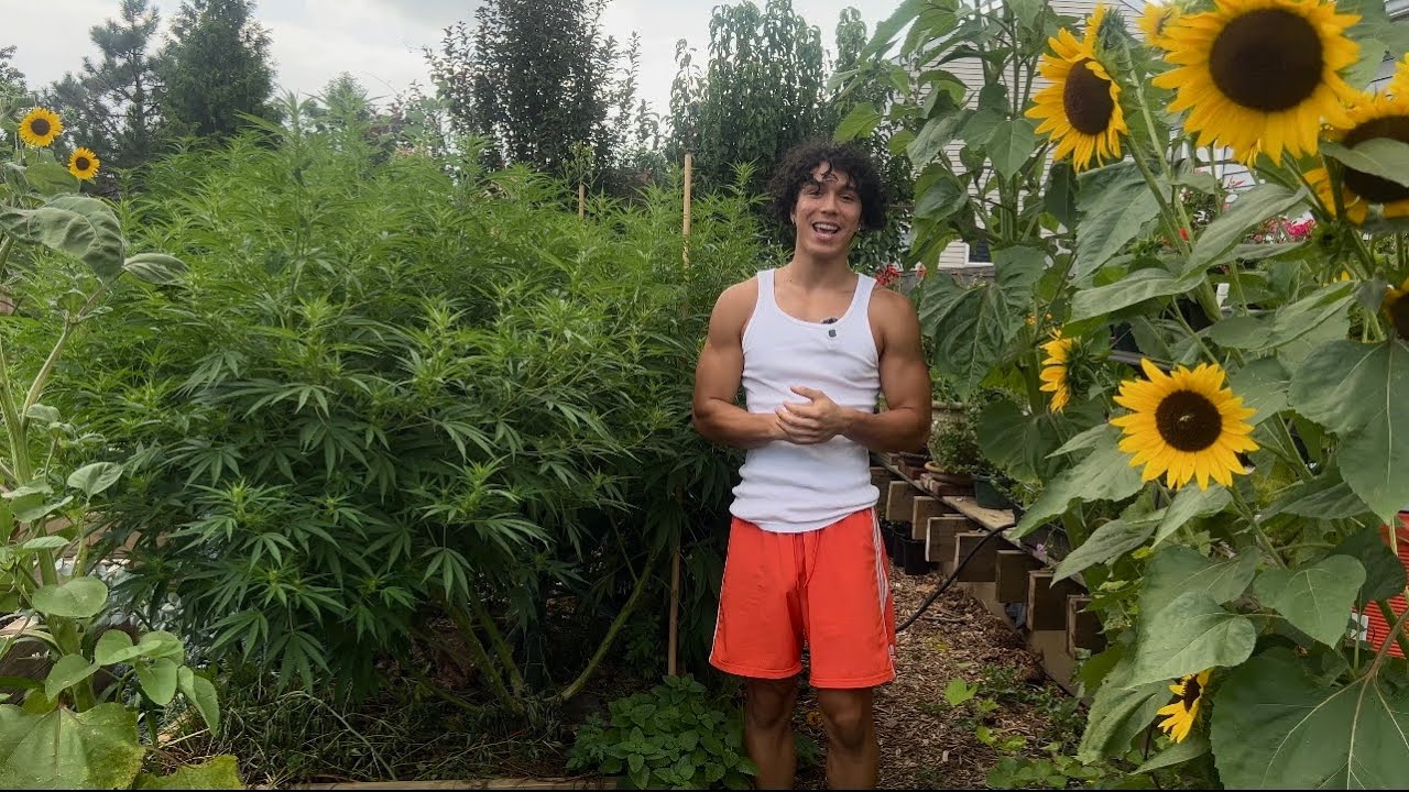 Выращивание каннабиса на открытом воздухе в 2023 году🍃