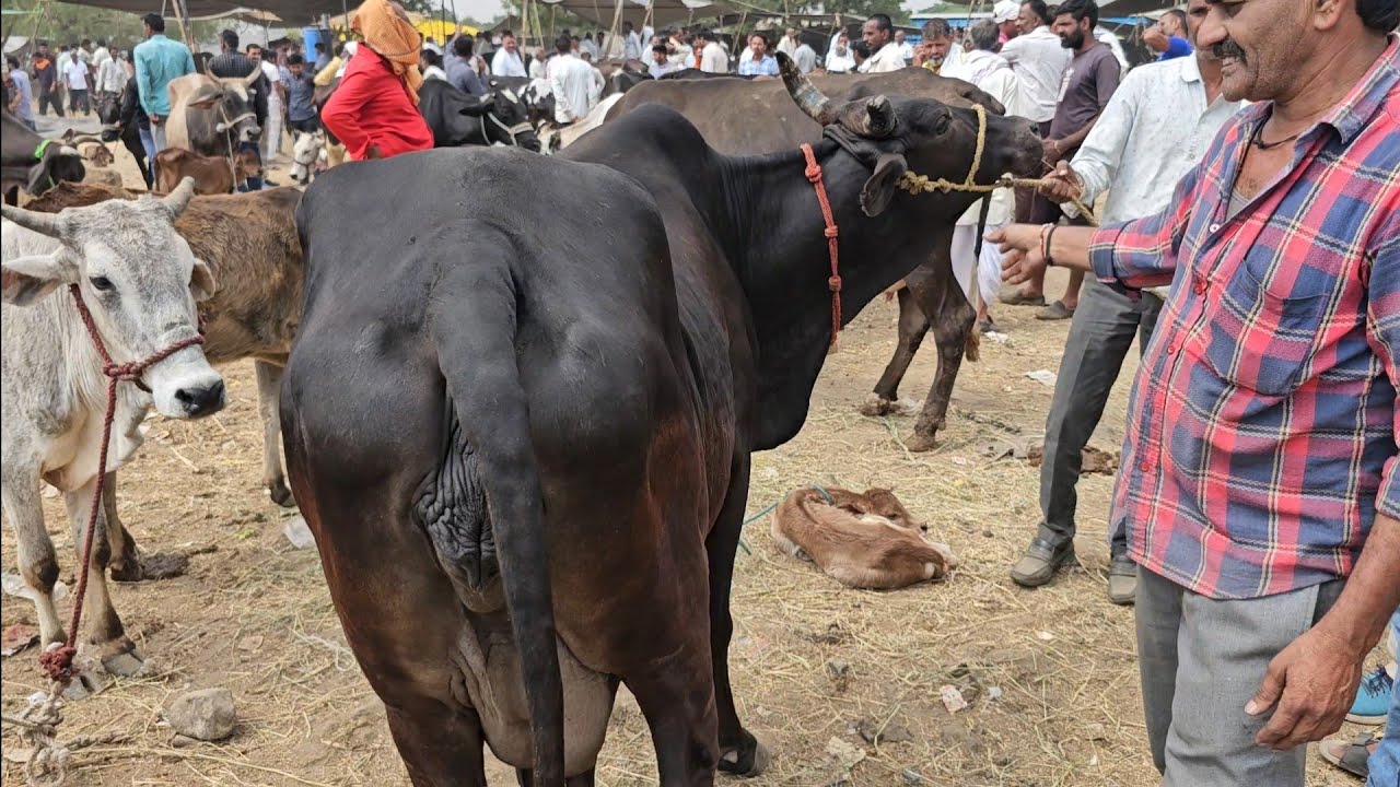 घर में दूध #खाने के लिए #देसी_गाय चाहिए तो यह वीडियो देखिए | देसी नस्ल की गाय यहां से खरीदे #गौमाता