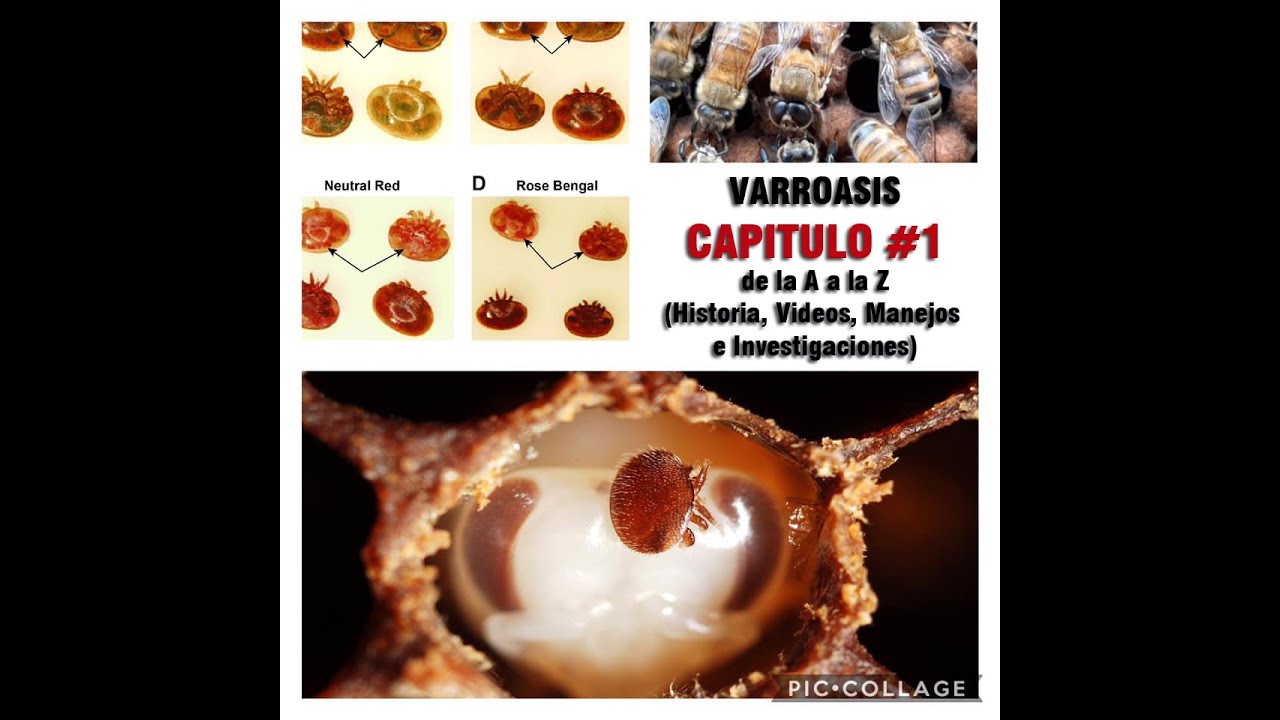 VARROASIS  de la A a la Z : CAPITULO 1 : (Biologia - Manejo - Investigaciones -Tratamientos)