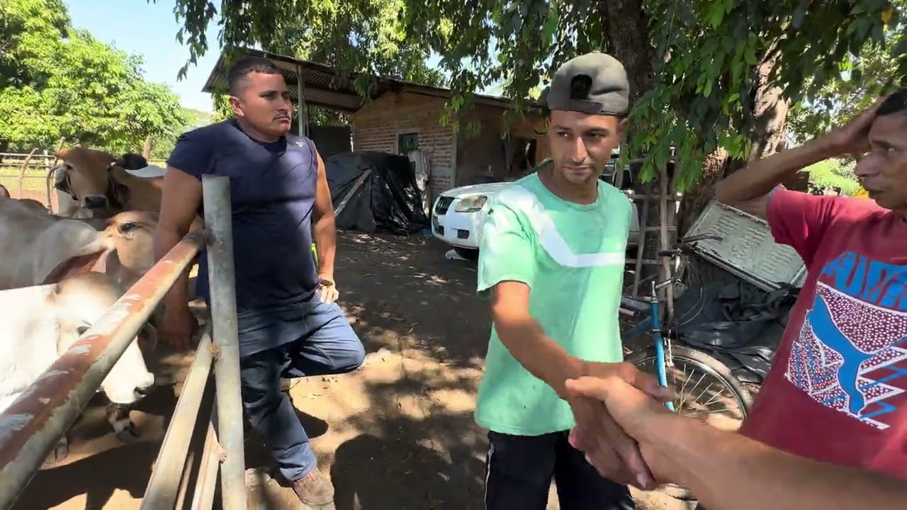 Llegamos al kilo con los terneros y llevamos abono 