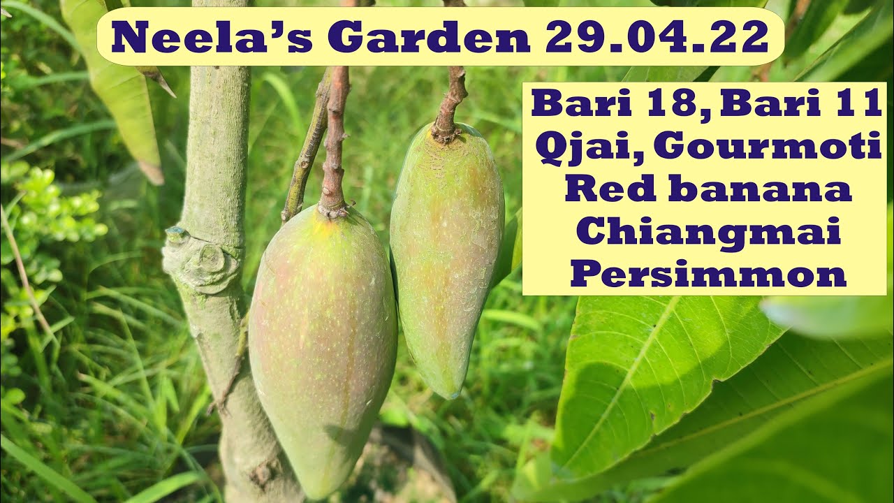 Neela's garden l Bari 18, bari 11, Qjai, gourmoti, red banana, chiangmai, persimmon