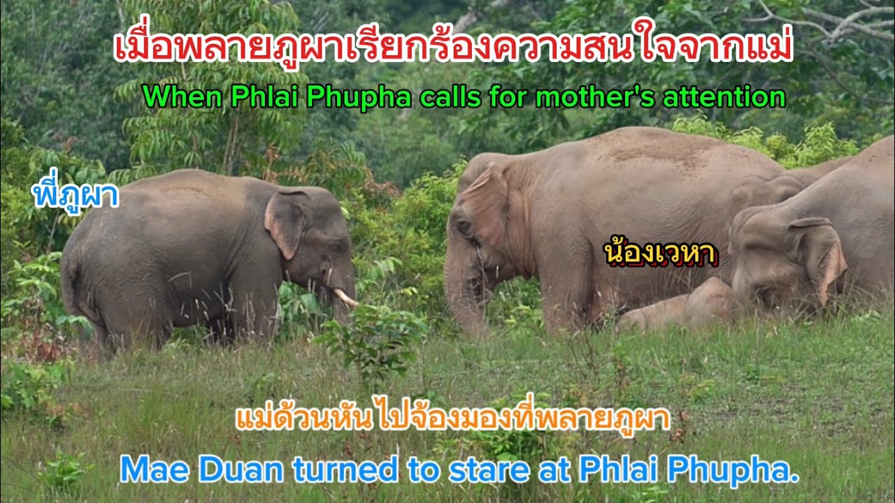 Ep 545 สงสารภูผา  อ้อนแม่อยากเป็นลูกรัก !! #ช้าง#wildlife #elephant #ช้างป่า #nature #ช้างป่า#news