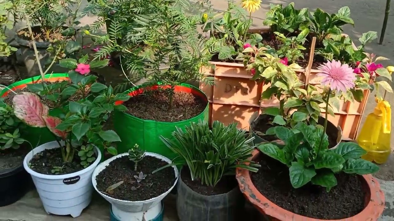 मेरे गार्डन की खूबसूरती: शांति भरी सैर बैकग्राउंड म्यूज़िक के साथ"