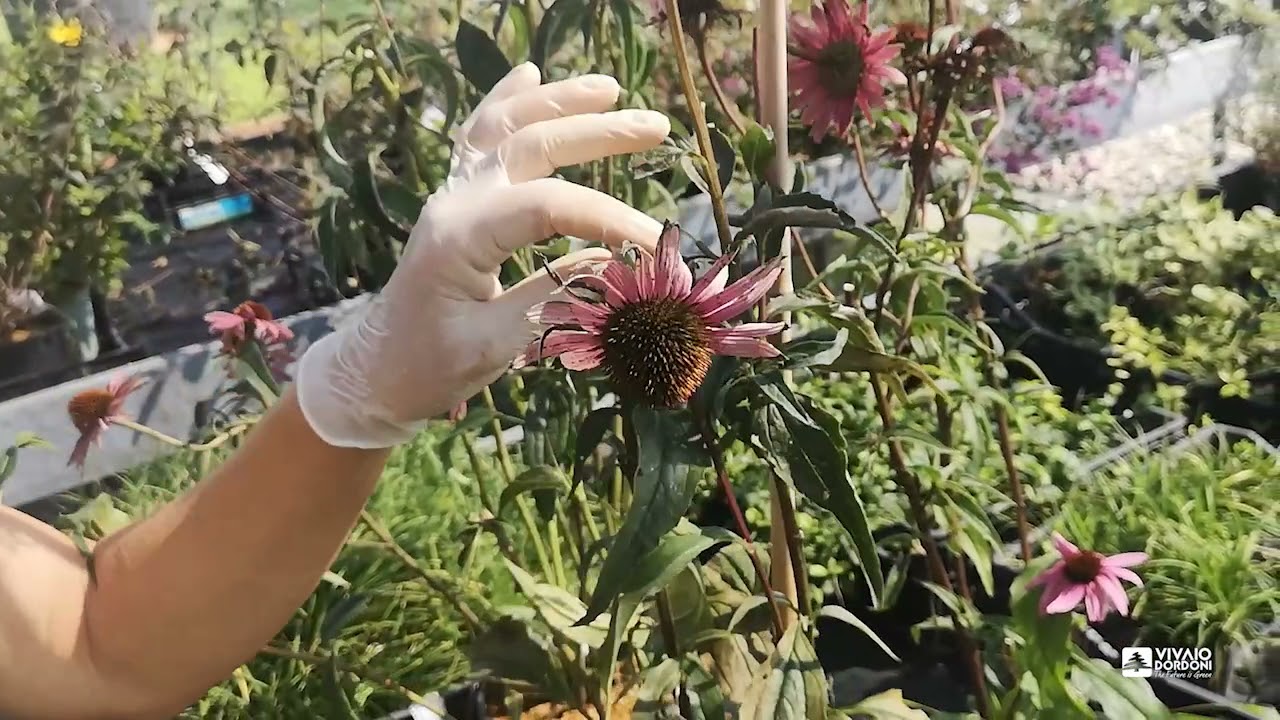 Potatura dell'echinacea