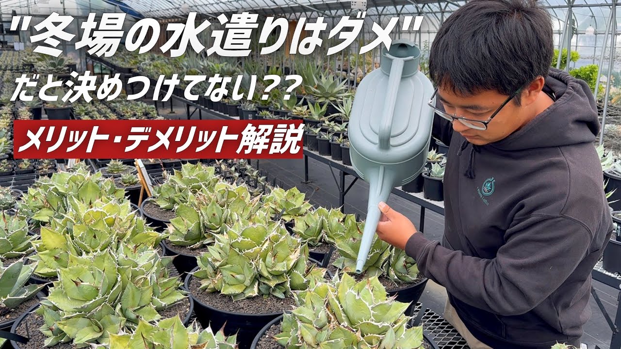 【アガベ】【冬場の水遣り】当店では"断水"は行っていません!!