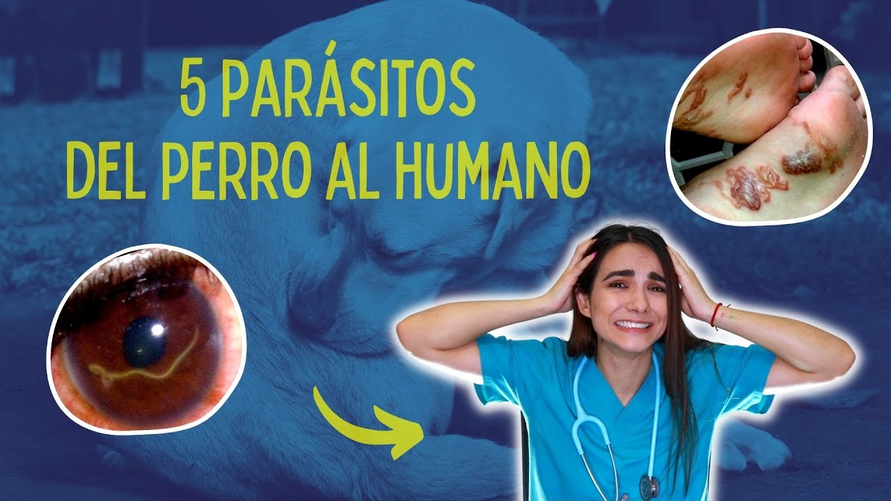 Parásitos que pueden transmitirnos los perros