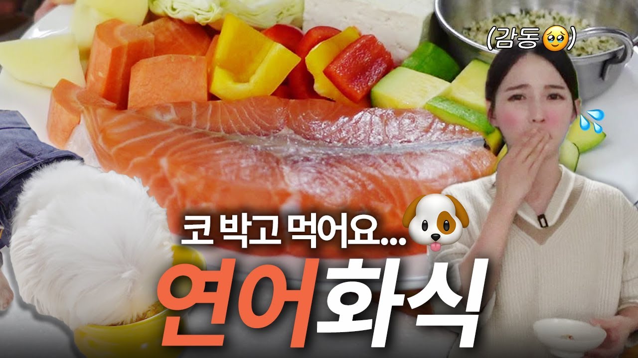 머털이가 코박고 먹어요 👧❣️머털 언니의 정성이 가득 담긴 #연어화식 #강아지화식#화식