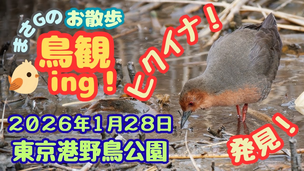 2026年1月28日 東京港野鳥公園